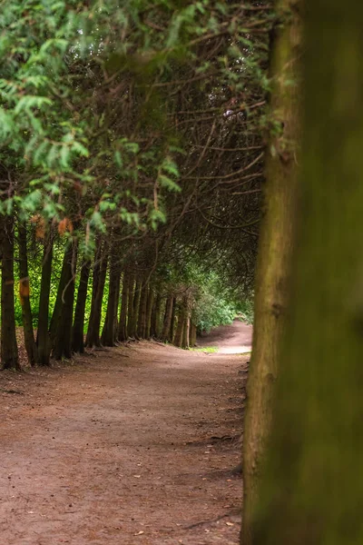 Ruelle Arbres Dans Jardin Botanique Ville Minsk Biélorussie Printemps Minsk — Photo