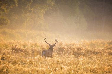 Belarus Kuzey Gezisi