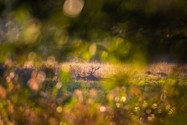 Belarus Kuzey Gezisi