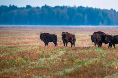 Belarus Kuzey Gezisi