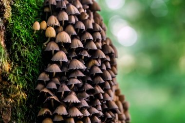 Belarus Kuzey Gezisi