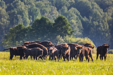 Belarus Kuzey Gezisi