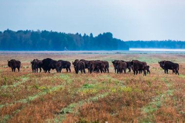 Belarus Kuzey Gezisi