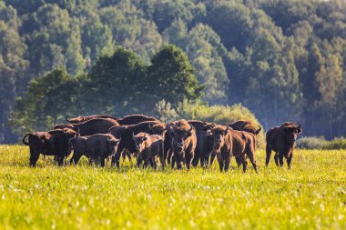 Belarus Kuzey Gezisi