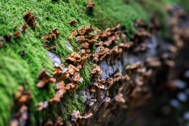 Belarus Kuzey Gezisi