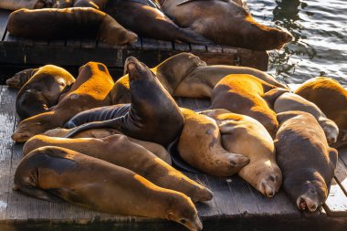 ABD San Francisco rıhtımı