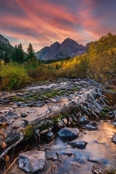 Kestane Çanları Karlı Yaban Hayatı ABD