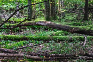 Belarus Kuzey Gezisi