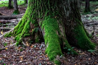 Belarus Kuzey Gezisi