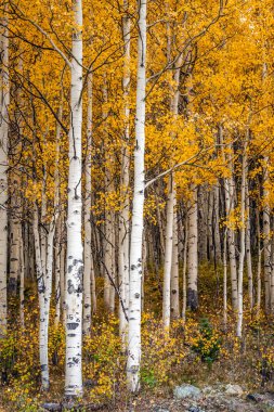 Aspen ağacı yaprakları