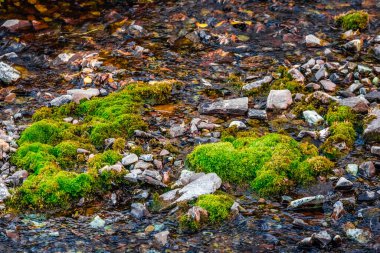 Kestane Çanları Karlı Yaban Hayatı ABD