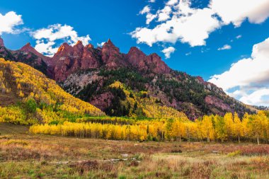 Kestane Çanları Karlı Yaban Hayatı ABD