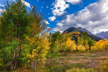 Kestane Çanları Karlı Yaban Hayatı ABD