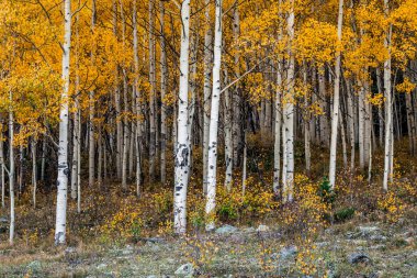 Aspen ağacı yaprakları