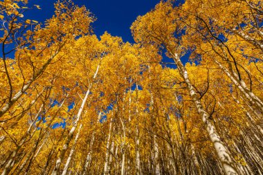 Aspen ağacı yaprakları