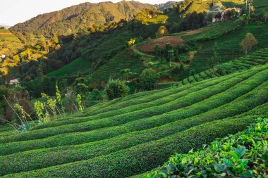 Türkiye 'de Rize yakınlarındaki çay tarlaları
