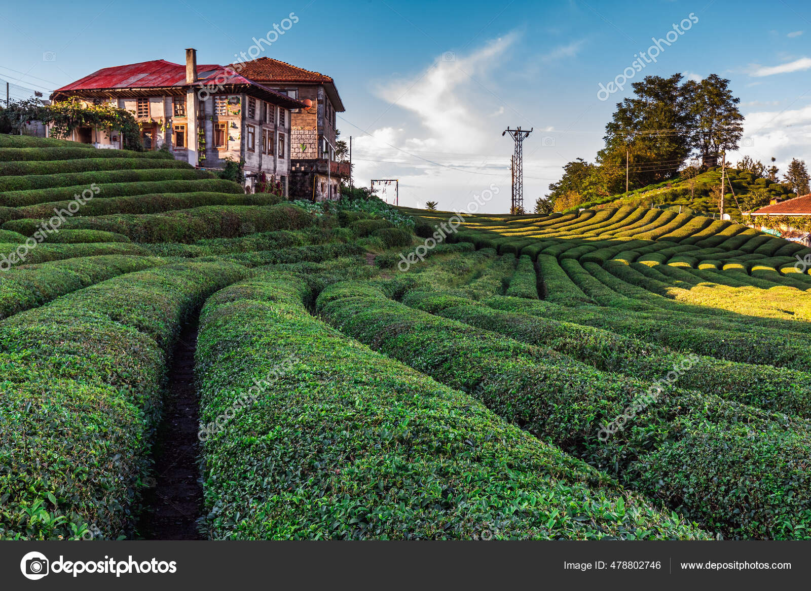 Türkiye 'de Rize yakınlarındaki çay tarlaları Stok fotoğrafçılık