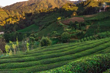 Türkiye 'de Rize yakınlarındaki çay tarlaları