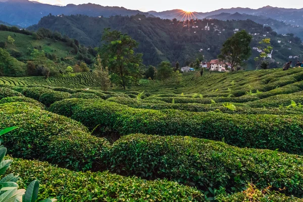 Türkiye 'de Rize yakınlarındaki çay tarlaları