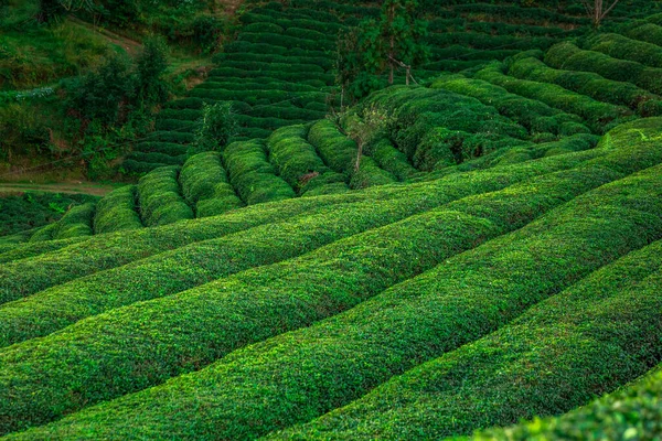Чайные плантации вблизи Ризе в Турции — стоковое фото