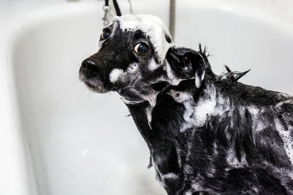 Dog in a grooming studio for pets