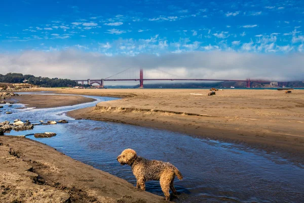 Atracciones en San Francisco — Foto de Stock