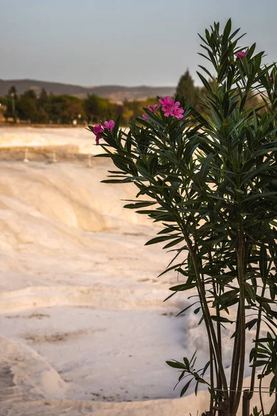 Pamukkale carbonate mineral field at sunset — Stock Photo, Image