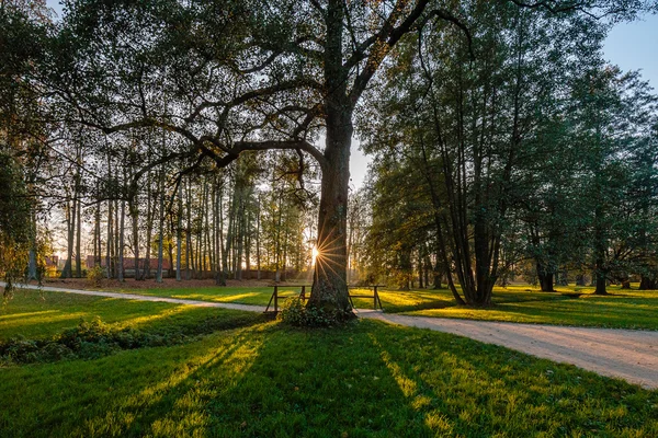 Чарівний ліс з сонячним промінням — стокове фото