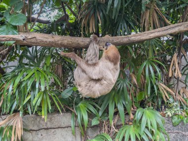 Üç parmaklı sakin bir tembel hayvan, verimli tropikal yaprakların ortasında, kalın bir ağaç dalında baş aşağı asılı duruyor ve canlı bir orman ortamında, ağaçlarda yavaş tempolu yaşam tarzını sergiliyor..