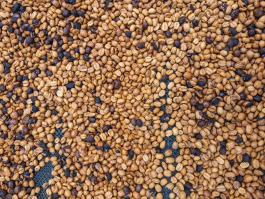 Çiğ, kavrulmuş kahve çekirdekleri bir ağ üzerinde kuruyor. Açık ve koyu fasulyelerin bir karışımı bu temel malın doğal ve toprak dokusunu sergiliyor..