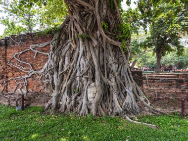 Iconic Buddha kafası Wat Mahathat, Ayutthaya, Tayland 'da Banyan ağaç köklerine dolanmış. Doğanın tarihi ve ruhsal sükuneti geri alan büyüleyici bir sembolü..