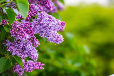 Beyaz Rusya 'nın Minsk kentindeki bir botanik bahçesinde çiçek açan leylak. Minsk 'te ilkbahar. Çiçekli leylaklar ve kestaneler. Şehirde yürü..