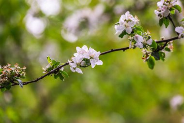 Beyaz Rusya 'nın Minsk kentindeki bir botanik bahçesinde çiçek açan kiraz. Minsk 'te ilkbahar. Çiçekli leylaklar ve kestaneler. Şehirde yürü..