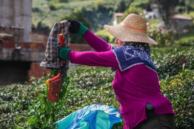 Türkiye 'nin Karadeniz kenti yakınlarında çay hasadı yapan kadın işçiler. Dağları ve tepeleri olan sonsuz doğa. Türkiye 'nin Rize kentinde mahsul hasat eden çay tarlaları ve insanlar. Rize, Türkiye - 04 Ekim 2020.