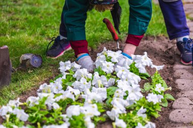 Bahçıvan, Beyaz Rusya 'nın Minsk kentindeki bir botanik bahçesinde çalışıyor. Minsk 'te ilkbahar. Çiçekli leylaklar ve kestaneler. Şehirde yürü..