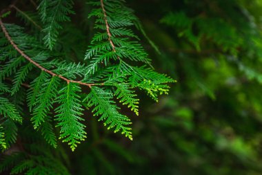 Beyaz Rusya 'nın Minsk kentindeki bir botanik bahçesinde çiçek açan leylak. Minsk 'te ilkbahar. Çiçekli leylaklar ve kestaneler. Şehirde yürü..