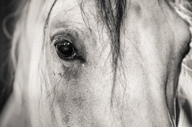 Yüce dağ göl kenarında