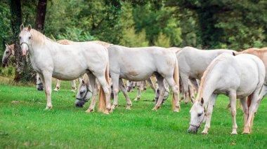 Yüce dağ göl kenarında