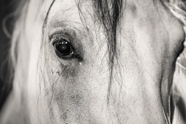 Yüce dağ göl kenarında