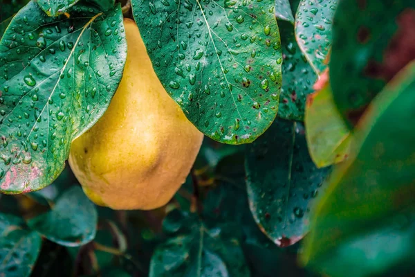 Fruta Marmelo Amarelo Escondida Sob Folhas Verdes Com Gotas Água — Fotografia de Stock
