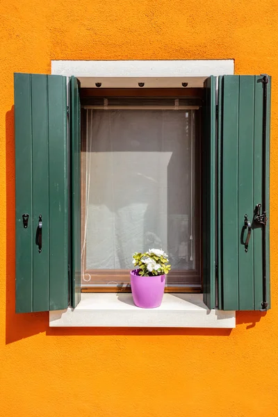 Ventana vertical con flor — Foto de Stock