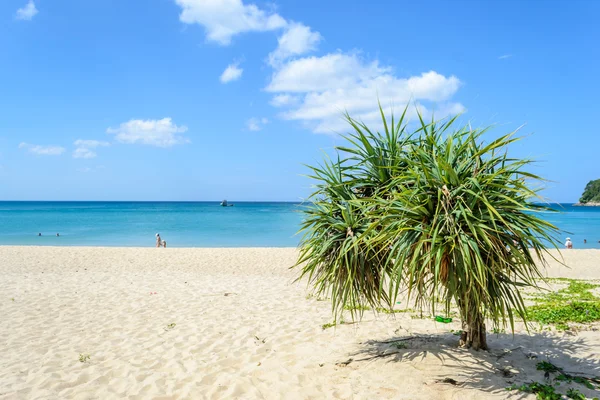 Hermosa playa con árbol en la playa de Layan, Phuket, Tailandia — Foto de Stock