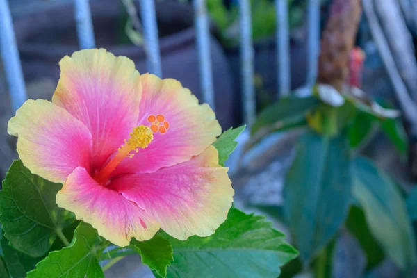 Hibiscus fleur dans le jardin près de clôture maison — Photo