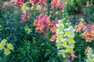 Kızıl aslanağzı (snapdragon) çiçek ili genel Bahçe, Chiang Mai, Tayland