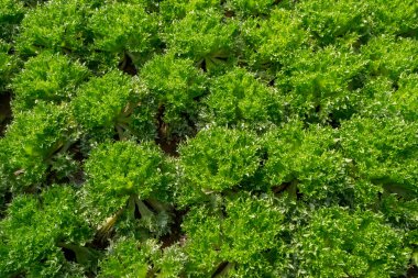 Ekili sebze salatası frillice buzdağı