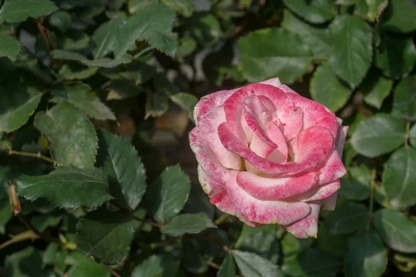 Hermosa rosa rosa en el jardín — Foto de Stock