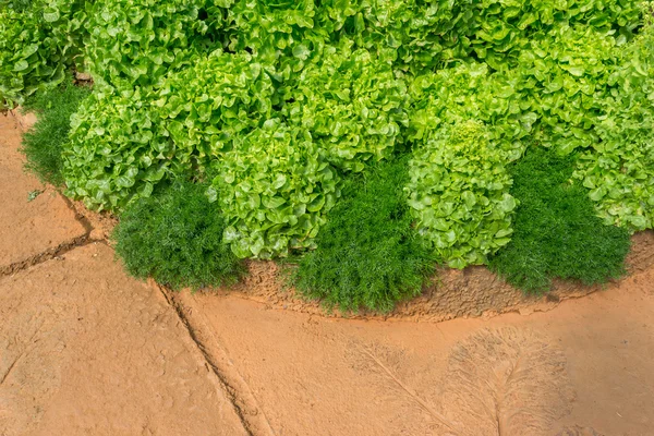 Lechuga verde Oakleaf en el jardín — Foto de Stock