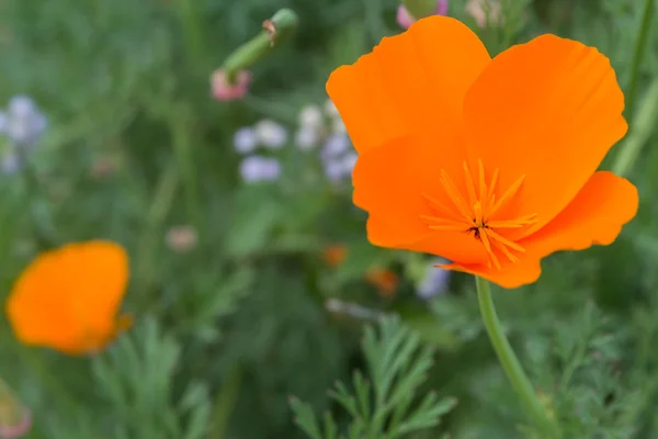 Primo piano di un fiore di papavero selvatico — Foto Stock