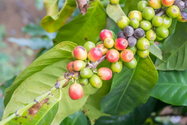 Ağaçtaki kahve çekirdekleri