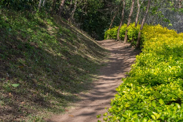 Strada sterrata attraverso la foresta in Thailandia Immagini Stock Royalty Free